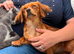 1 year old dachshund x Pomeranian x Jack Russell