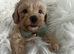 Absolutely outstanding maltipoo puppies
