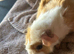 Pet microchipping