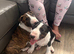2 boy English bull terrier