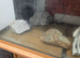 Tank for sale collection only