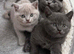 British Shorthair Kittens