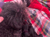 Asian Toy poodles for sale
