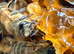 6 Frame Langstroth Nuc of Honeybees early Spring 2027