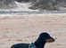 Rollo