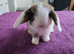 Beautiful Mini lop looking good a home .