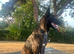 Dutch shepherd female