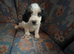 Beautiful cockapoo puppies for sale