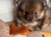 Pomeranian puppies READY NOW 1 left