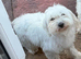 Maltese female