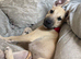Sandy male staff pup