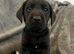 KC registered working black labrador puppies