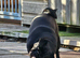 Stunning pug bitch