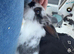 Baby rabbits