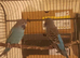Black Face budgies