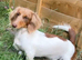 14-MONTH-OLD DACHSHUND BITCH LOOKING FOR A LOVING HOME