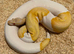Proven albino pied male royal python