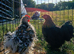Frizzle millifleur pair