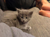 Adorable 5-Week-Old Kittens Ready for a Loving Home!