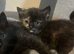 Ragdoll cross fluffy babies