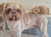 Shih Tzu girls for sale