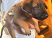 5 beautiful Malinois cross Turkish kangal puppies for sale