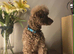 KC Reg Brown Toy Poodle For Stud