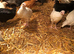 White leghorn pullets