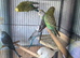 Many black wing budgies