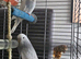 2 young budgies