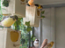 Job lot multiple breed of canaries