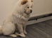 Chow Chow puppies