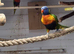 Rainbow lorikeet