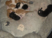 Half maine coon kittens