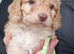 Gorgeous F1 Toy Cockapoo Puppies