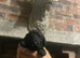 Tiny Toy Poodles