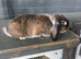 Female mini lop