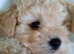 Miniature poodle