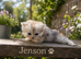 **Last One** Beautiful litter of Persian kittens, PKD Neg