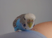 Hand tame pair of female budgies and set up
