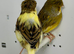 Beautiful pair of gloster canaries for sale