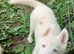 Siberian husky puppies