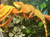 Chinese water dragon