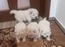 Chow chow