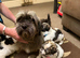 Beautiful Kc Reg’d Havanese Puppies Boys and Hirls