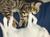White and tabby males ready for forever homes