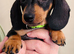 Miniature dachshund puppies