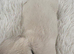 KC golden retriever puppies