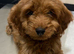 Cockapoo