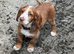 Cocker spaniel boy